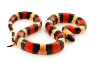 snake